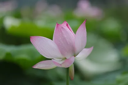 （图片新闻）湖南蓝山：雨后荷花别样娇